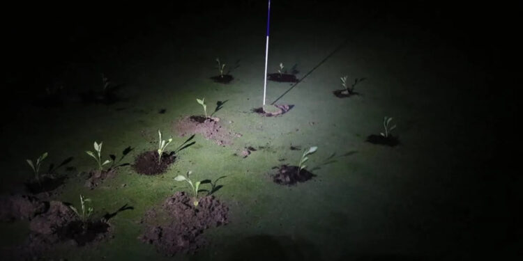 Ativistas bloqueiam buracos de campos de golfe na Espanha em protesto contra a escassez de água