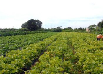 Governo Federal cria força-tarefa para impulsionar compra pública de alimentos da agricultura familiar