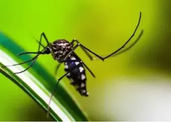 Sobe para 23 o número de mortes por dengue na Bahia
