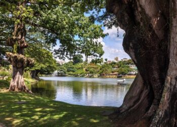 Dique do Tororó: denúncias de derrubada de árvores centenárias causam preocupação em Salvador
