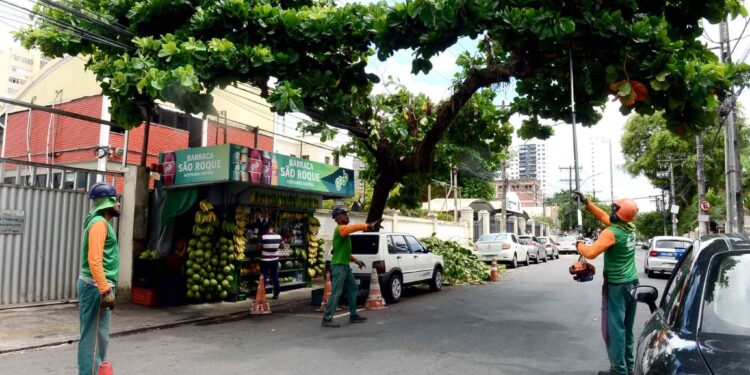 Seman intensifica poda de árvores nos circuitos do Carnaval