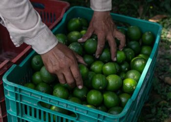 Seagri promove reunião para discutir a citricultura na Bahia