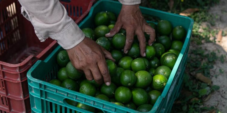 Seagri promove reunião para discutir a citricultura na Bahia
