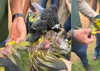 Queda de árvore matou 350 periquitos no Maranhão: o mistério por trás da tragédia