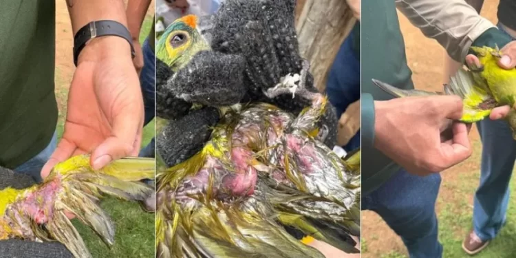 Queda de árvore matou 350 periquitos no Maranhão: o mistério por trás da tragédia