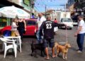 Sugestão de pauta: Bahia inicia Campanha de Vacinação Antirrábica para Cães e Gatos
